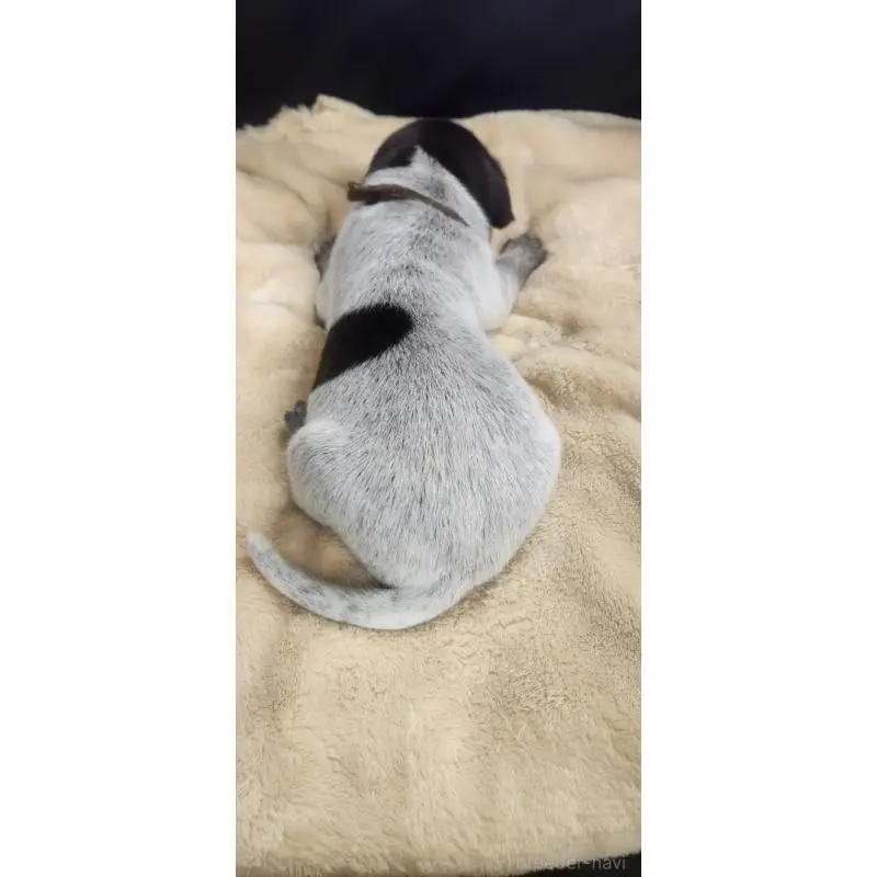 販売中の三重県のジャーマンポインター-456230の2枚目