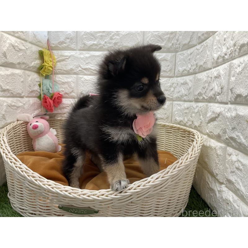 販売中の北海道のミックス犬-456232の3枚目