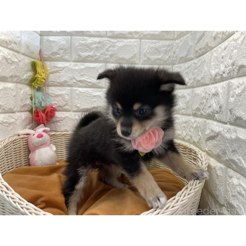 販売中の北海道のミックス犬-456232の2枚目