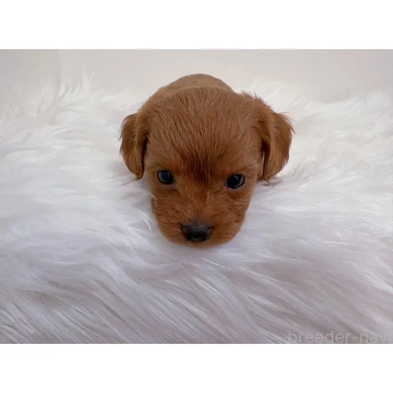 販売中の群馬県のチワプー:チワワ×トイプードル-456233の2枚目