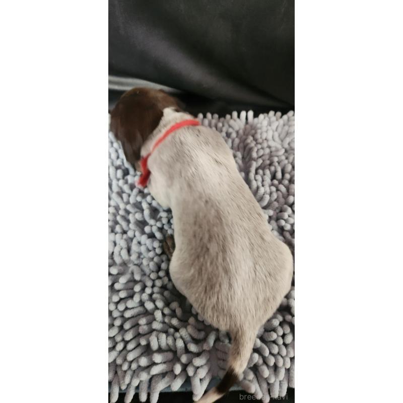 販売中の三重県のジャーマンポインター-456234の2枚目