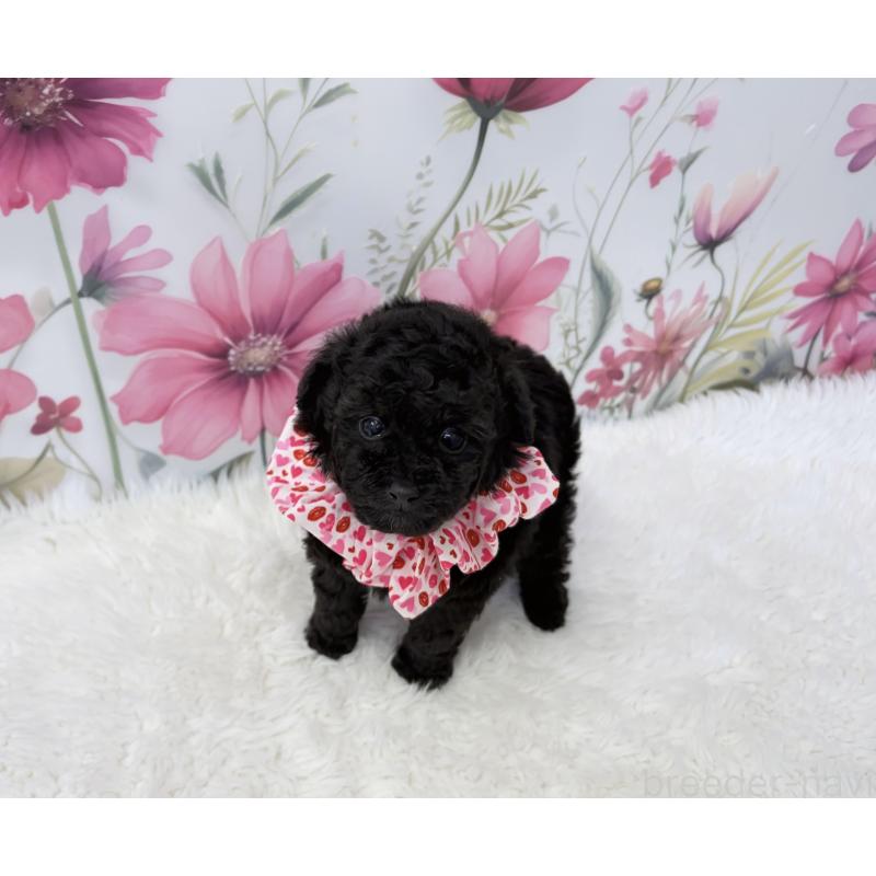 販売中の福岡県のティーカッププードル-456235の4枚目