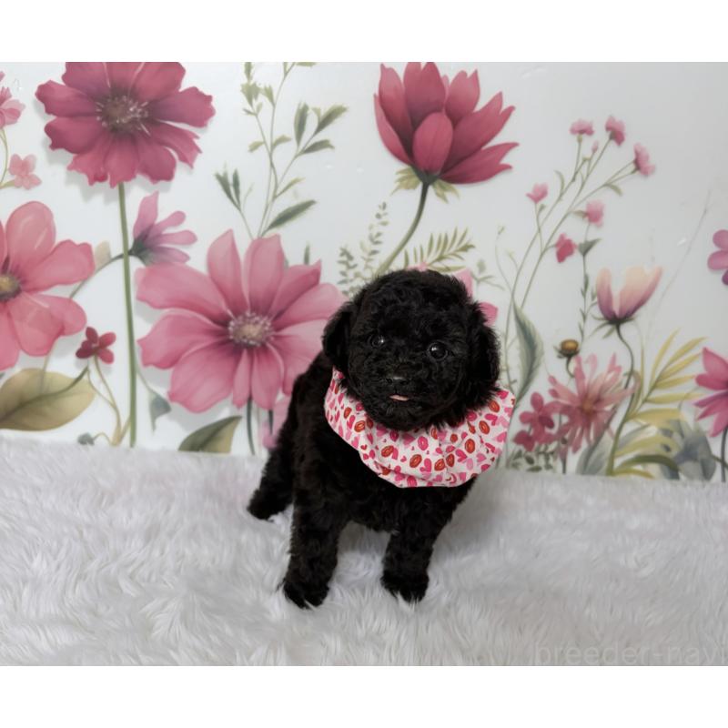 販売中の福岡県のティーカッププードル-456235の3枚目