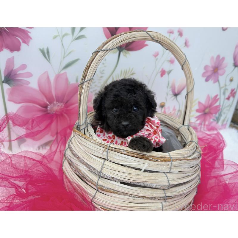 販売中の福岡県のティーカッププードル-456235の2枚目