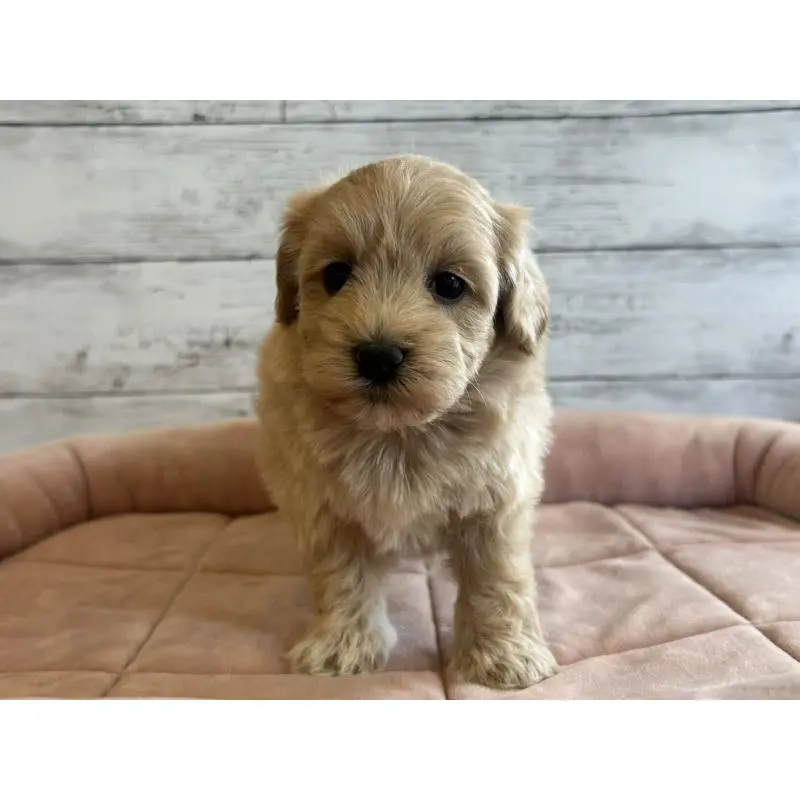 販売中の北海道のマルプー:マルチーズ×トイプードル-456236の6枚目