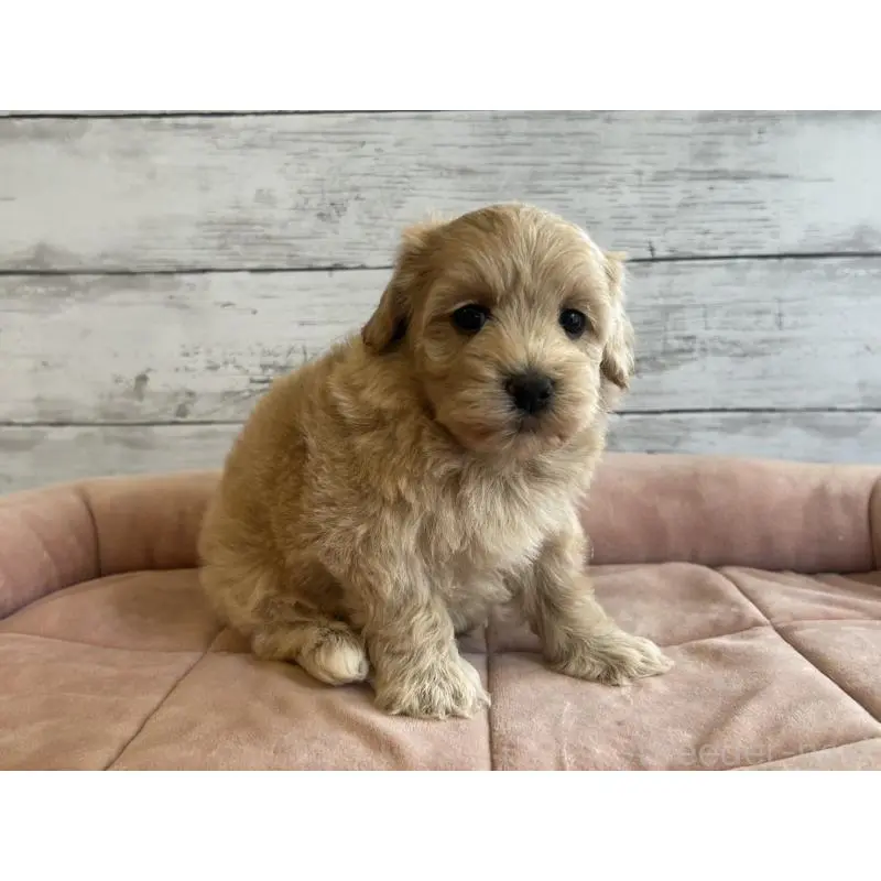 販売中の北海道のマルプー:マルチーズ×トイプードル-456236の5枚目