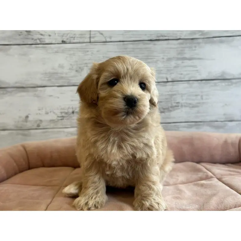 販売中の北海道のマルプー:マルチーズ×トイプードル-456236の4枚目