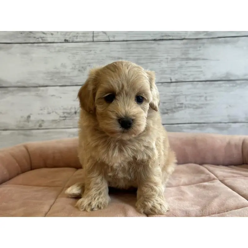 販売中の北海道のマルプー:マルチーズ×トイプードル-456236の3枚目