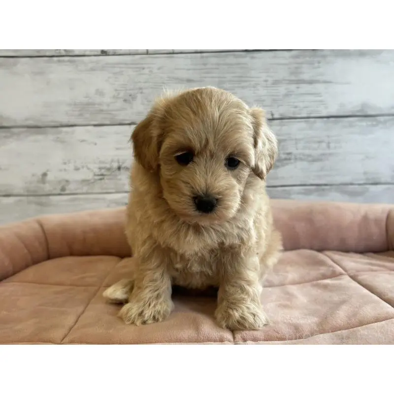 販売中の北海道のマルプー:マルチーズ×トイプードル-456236の2枚目