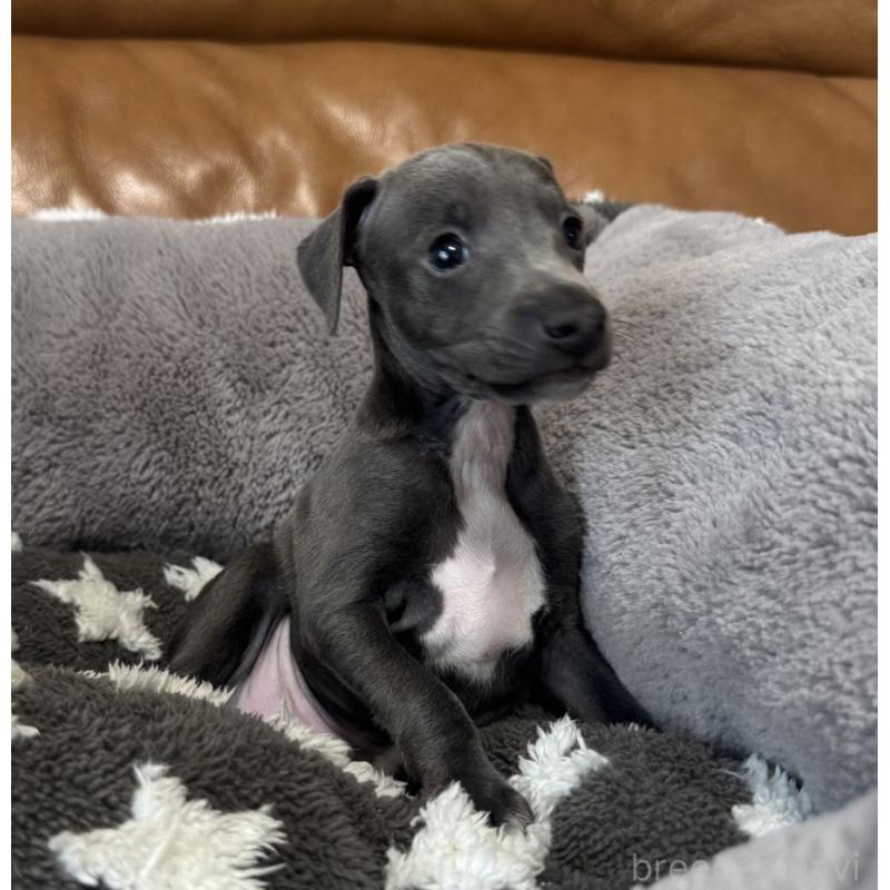 販売中の山梨県のイタリアングレーハウンド(イタグレ)-456237の3枚目