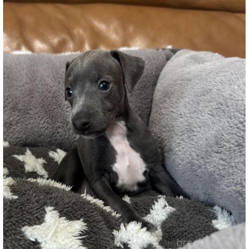 販売中の山梨県のイタリアングレーハウンド(イタグレ)-456237の2枚目