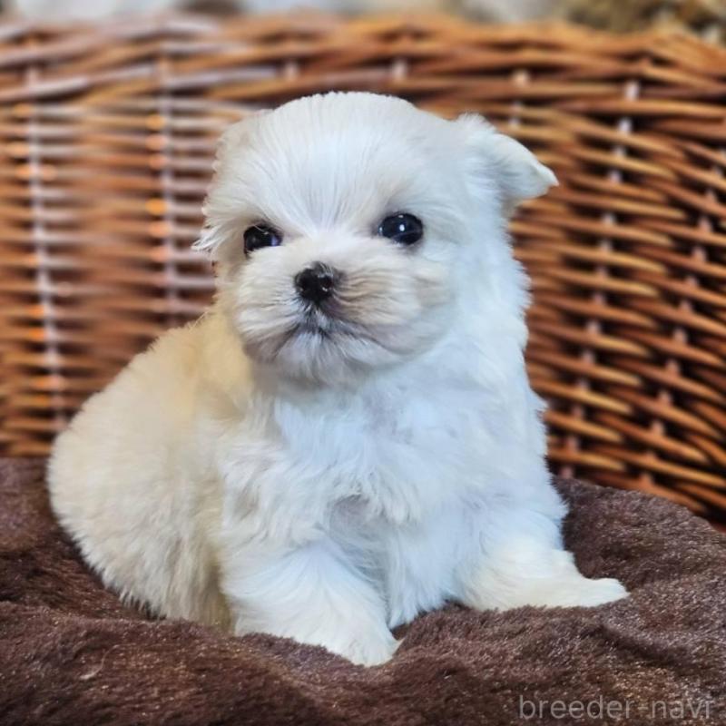 販売中の岐阜県のマルチーズ-456238の5枚目