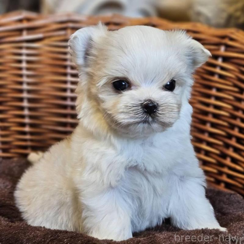 販売中の岐阜県のマルチーズ-456238の4枚目