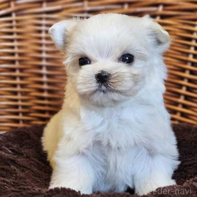 販売中の岐阜県のマルチーズ-456238の3枚目