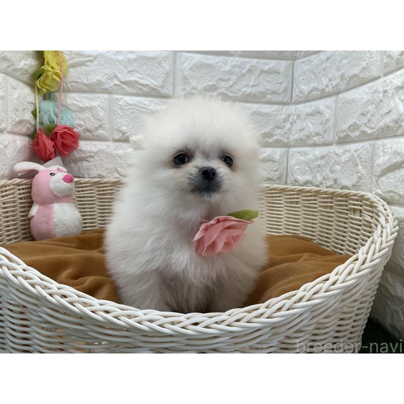 販売中の北海道のポメラニアン-456240の3枚目