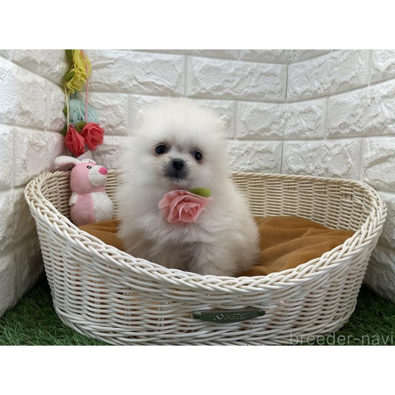 販売中の北海道のポメラニアン-456240の2枚目