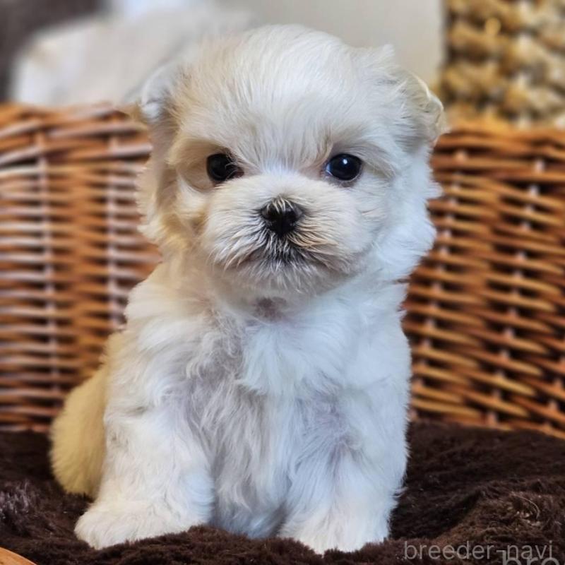 販売中の岐阜県のマルチーズ-456239の5枚目