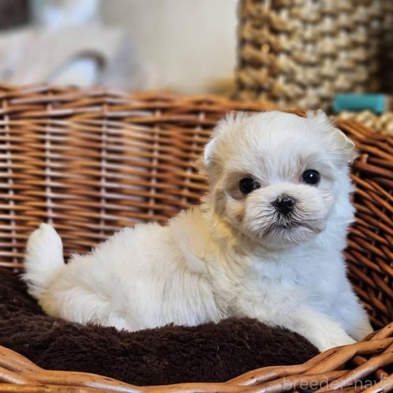 販売中の岐阜県のマルチーズ-456239の4枚目