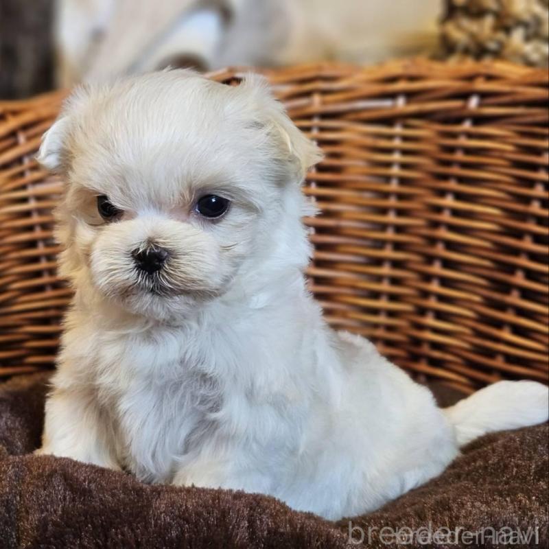 販売中の岐阜県のマルチーズ-456239の3枚目