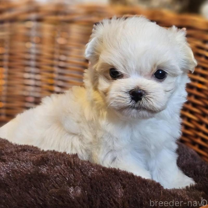 販売中の岐阜県のマルチーズ-456239の2枚目