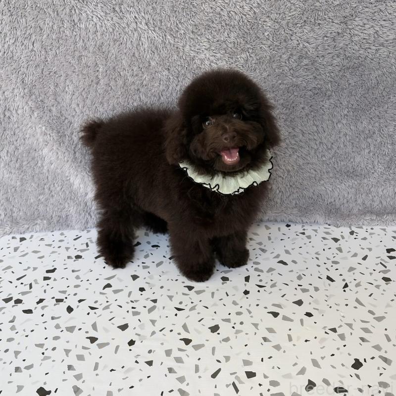 販売中の福岡県のタイニープードル-456247の4枚目