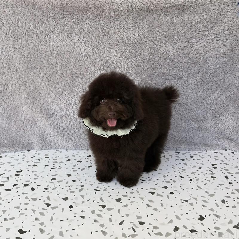 販売中の福岡県のタイニープードル-456247の3枚目