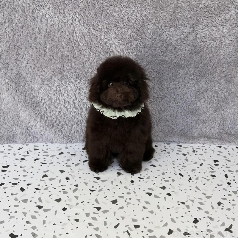 販売中の福岡県のタイニープードル-456247の2枚目