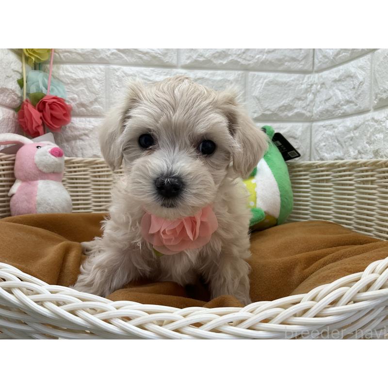 販売中の北海道のマルプー:マルチーズ×トイプードル-456242の3枚目