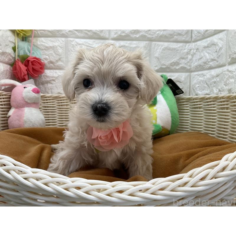 販売中の北海道のマルプー:マルチーズ×トイプードル-456242の2枚目