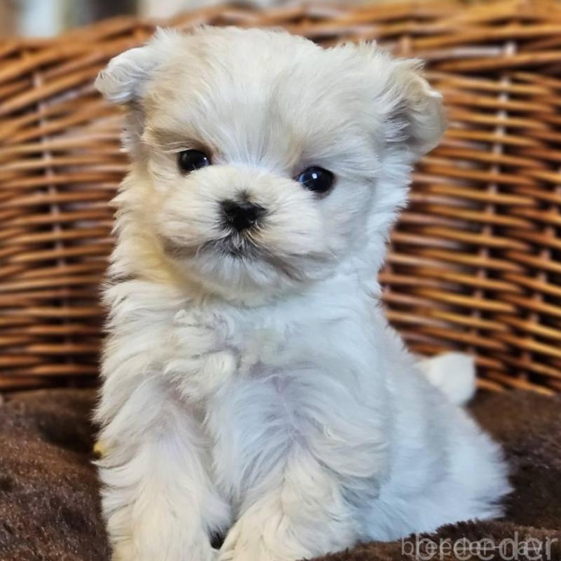 販売中の岐阜県のマルチーズ-456241の5枚目