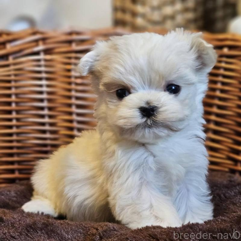 販売中の岐阜県のマルチーズ-456241の4枚目