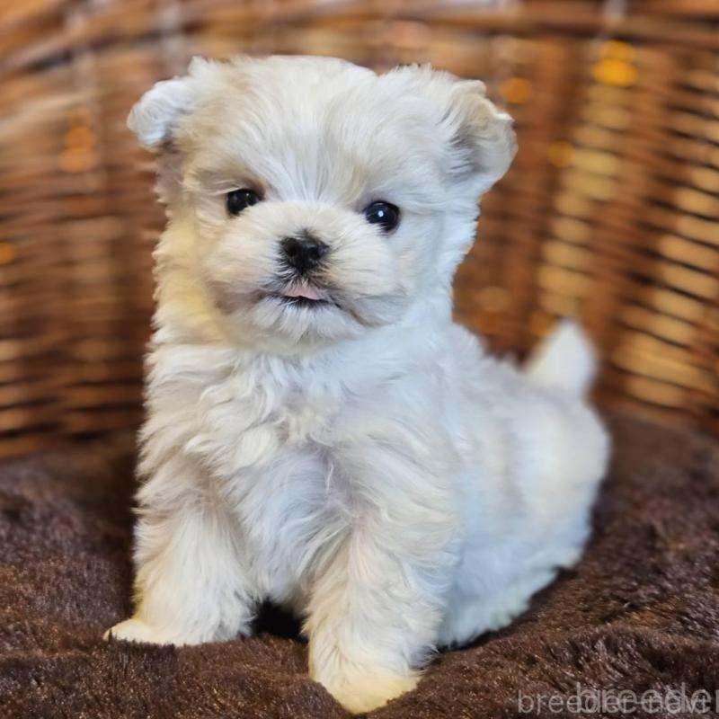 販売中の岐阜県のマルチーズ-456241の3枚目