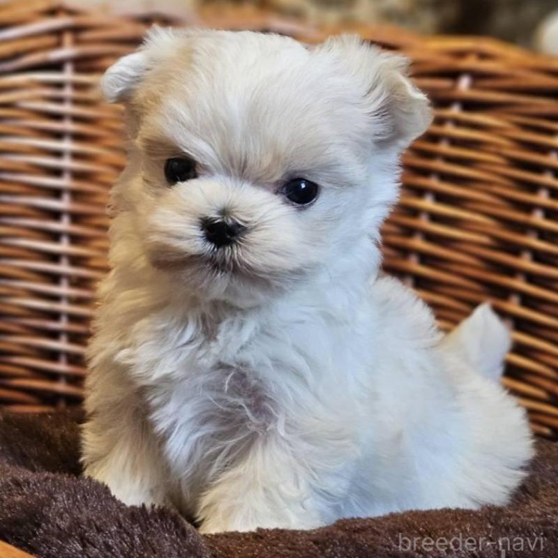 販売中の岐阜県のマルチーズ-456241の2枚目