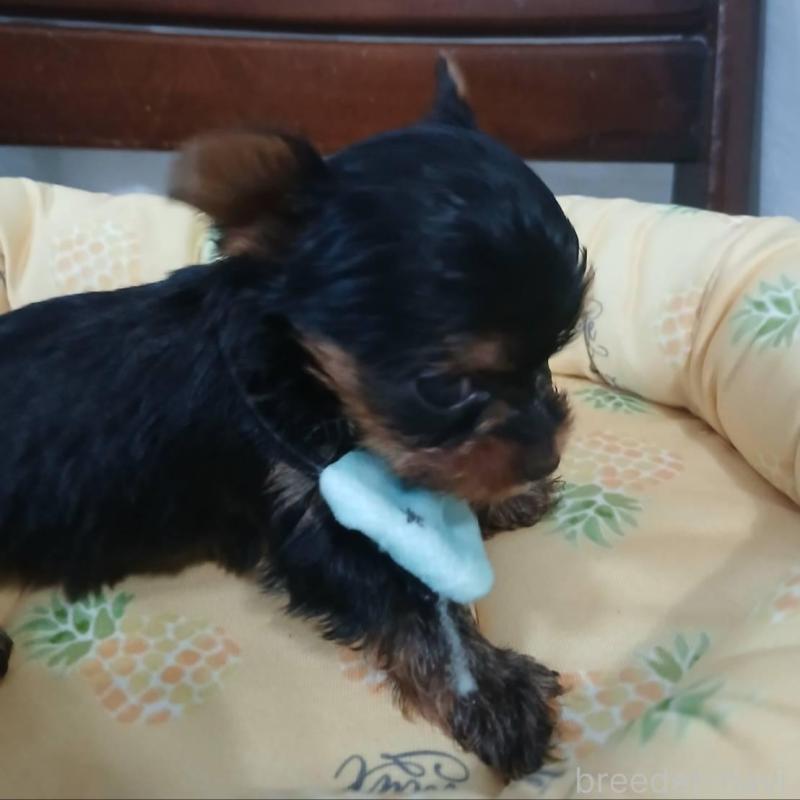 販売中の京都府のヨークシャーテリア-456243の3枚目