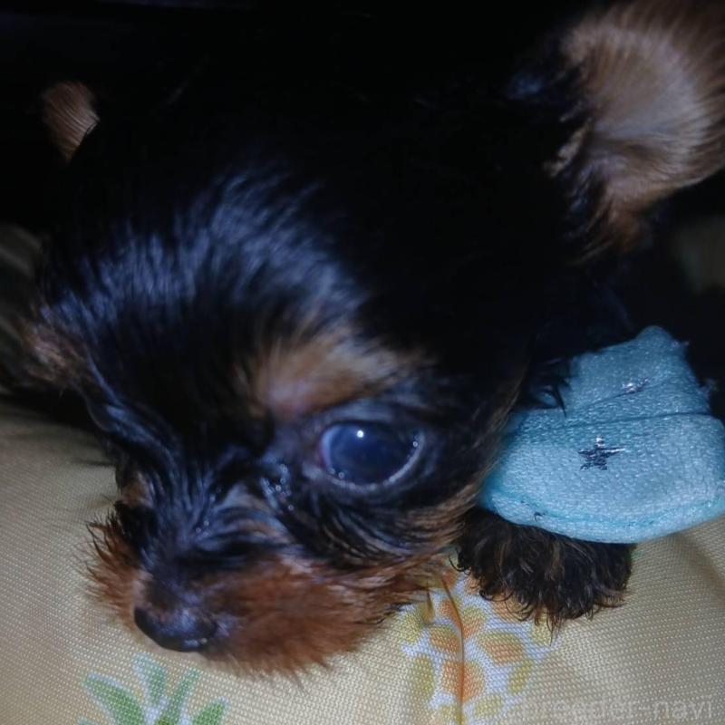 販売中の京都府のヨークシャーテリア-456243の2枚目