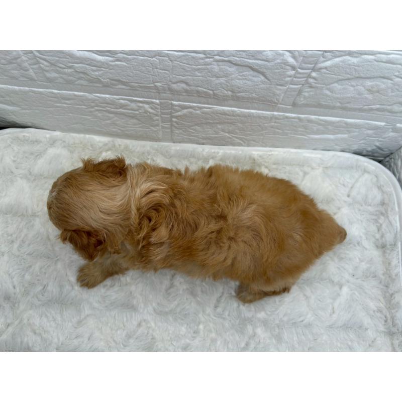 販売中の茨城県のチワプー:チワワ×トイプードル-456246の13枚目