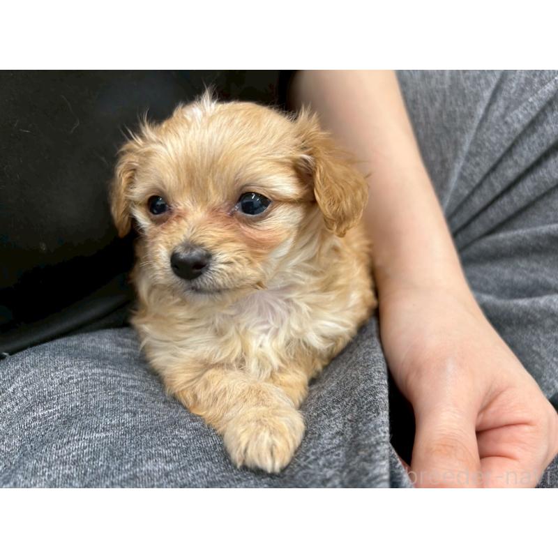 販売中の茨城県のチワプー:チワワ×トイプードル-456246の12枚目