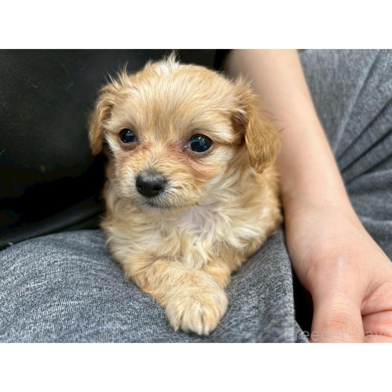 販売中の茨城県のチワプー:チワワ×トイプードル-456246の11枚目