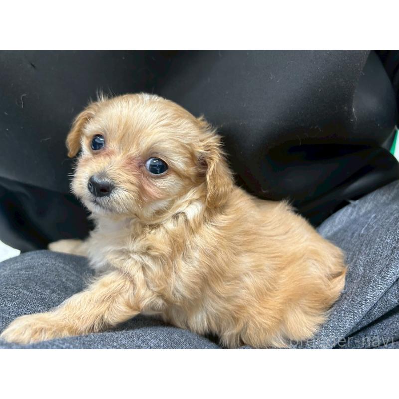 販売中の茨城県のチワプー:チワワ×トイプードル-456246の10枚目