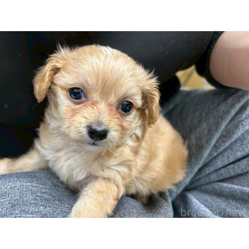 販売中の茨城県のチワプー:チワワ×トイプードル-456246の9枚目