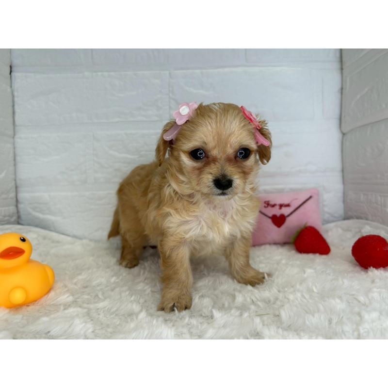 販売中の茨城県のチワプー:チワワ×トイプードル-456246の8枚目