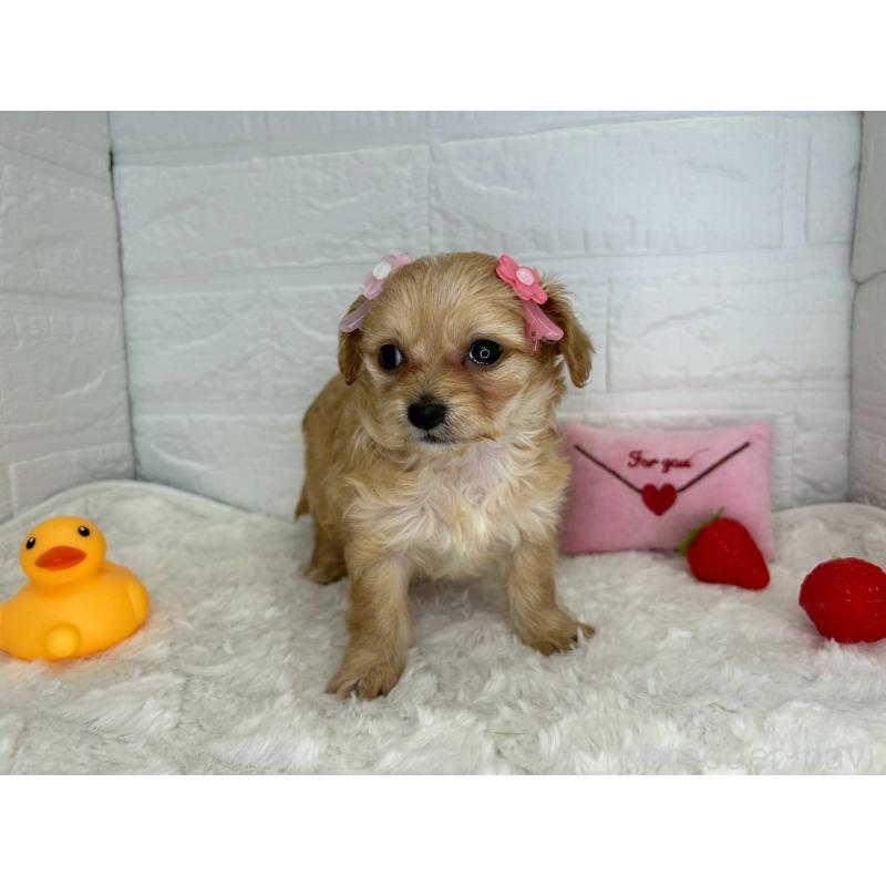 販売中の茨城県のチワプー:チワワ×トイプードル-456246の7枚目