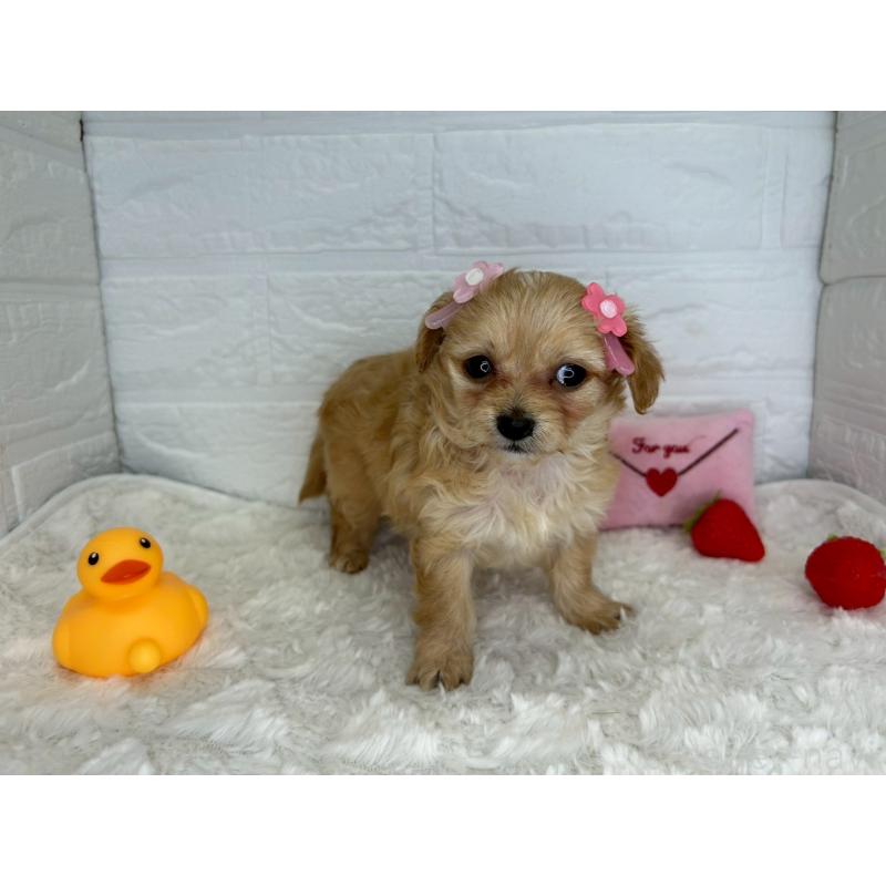 販売中の茨城県のチワプー:チワワ×トイプードル-456246の6枚目