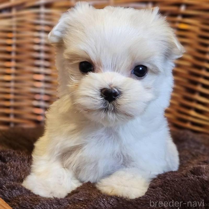 販売中の岐阜県のマルチーズ-456244の5枚目