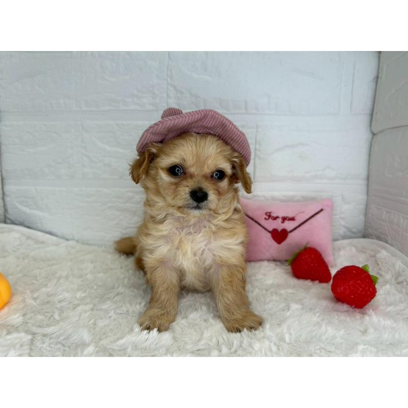 販売中の茨城県のチワプー:チワワ×トイプードル-456246の5枚目