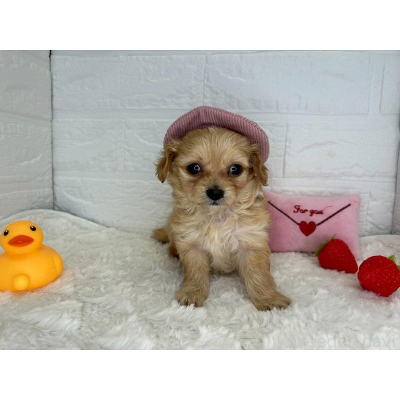 販売中の茨城県のチワプー:チワワ×トイプードル-456246の4枚目