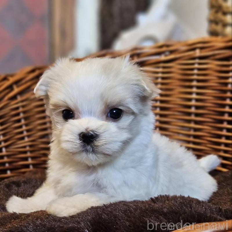 販売中の岐阜県のマルチーズ-456244の4枚目