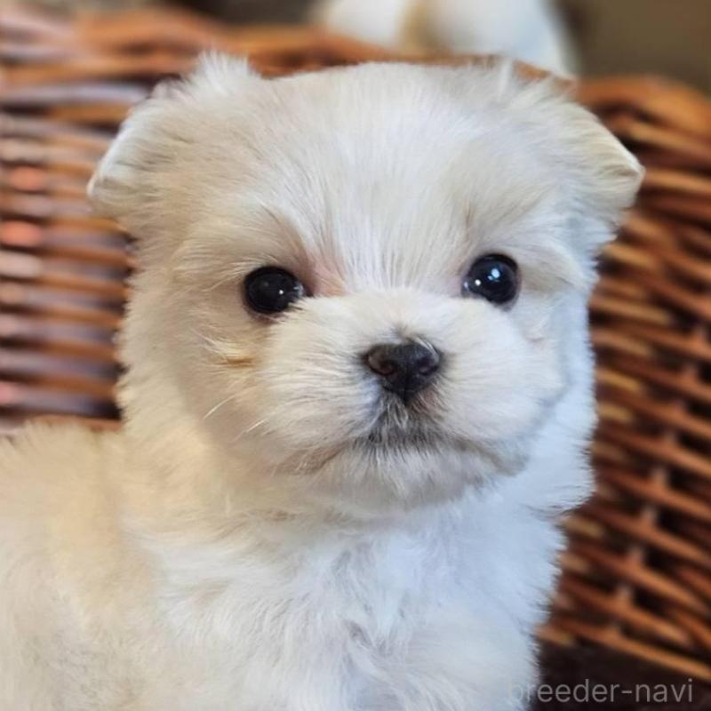 販売中の岐阜県のマルチーズ-456244の3枚目