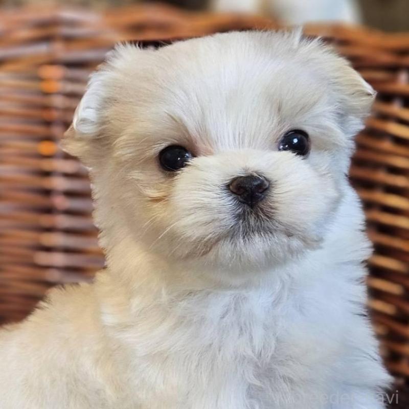 販売中の岐阜県のマルチーズ-456244の2枚目