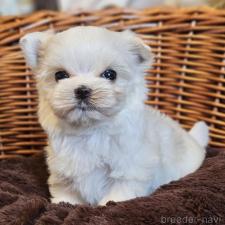 ♀︎マルチーズ